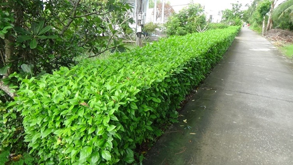 cây ác ó trồng hàng rào